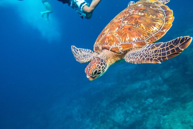 Full-day Tour to the Similan Islands by Speedboat from Khao Lak - Ko Miang, Island Number 4, and the midday buffet