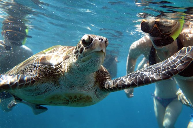 Full-day Tour to the Similan Islands by Speedboat from Khao Lak - Ko Hin Pousar and the best underwater portion