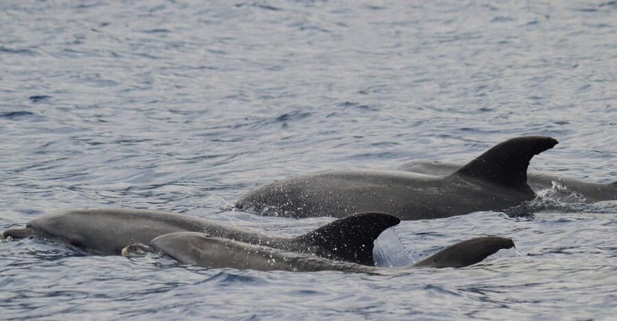Funchal: Guarantee Wild Dolphin&Whale Watching by RIB - Leaving Funchal in a fast, open boat