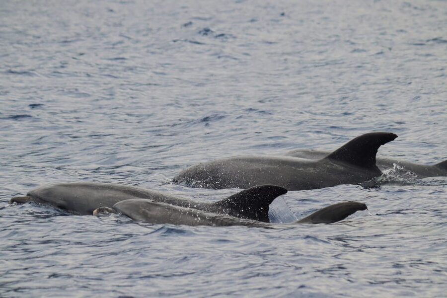 Funchal: Guarantee Wild Dolphin&Whale Watching by RIB - Searching for wild dolphins and whales