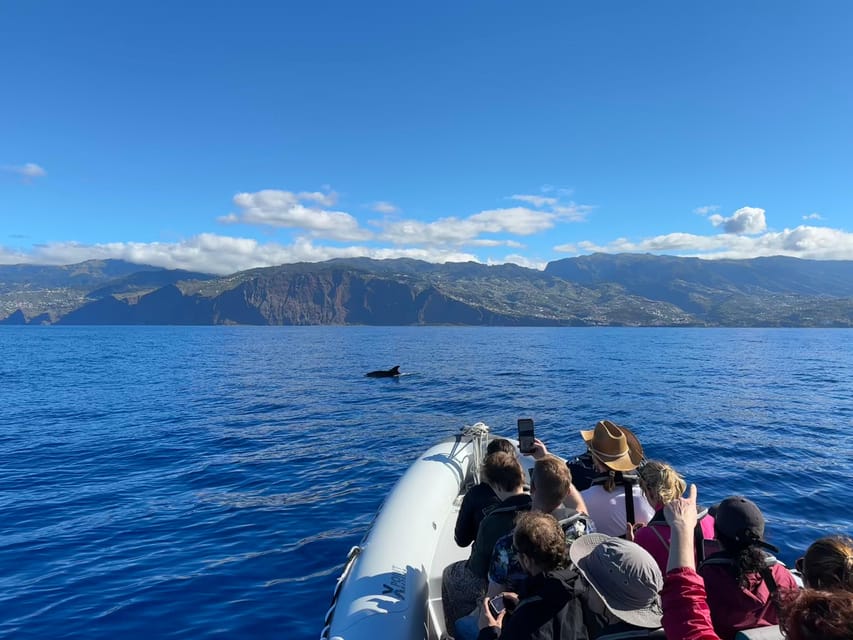 Funchal: Guarantee Wild Dolphin&Whale Watching by RIB - What the small-group format changes