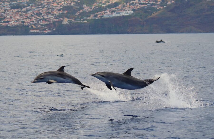 Funchal: Guarantee Wild Dolphin&Whale Watching by RIB - The optional dolphin swim