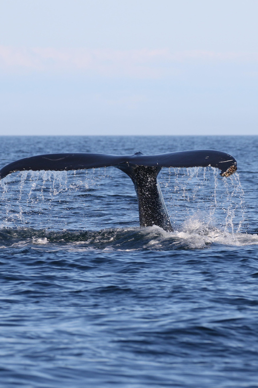 Funchal: Guarantee Wild Dolphin&Whale Watching by RIB - Weather, clothing, and seasickness