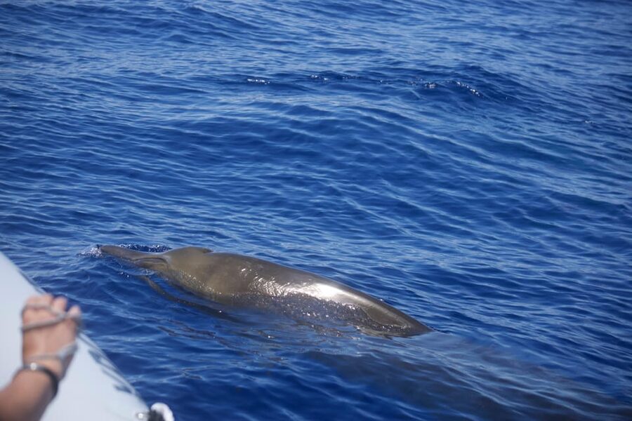 Funchal: Guarantee Wild Dolphin&Whale Watching by RIB - The Madeira coast and Cabo Girao views