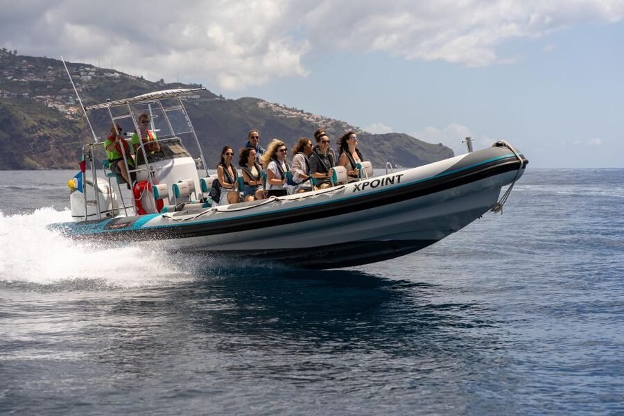 Funchal: RIB Whale Watching Cruise and Optional Dolphin Swim - Key points to know before booking