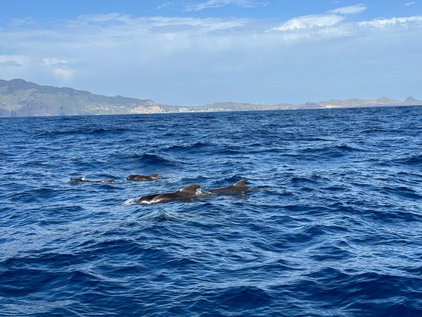Funchal: RIB Whale Watching Cruise and Optional Dolphin Swim - What the Funchal RIB trip is really like