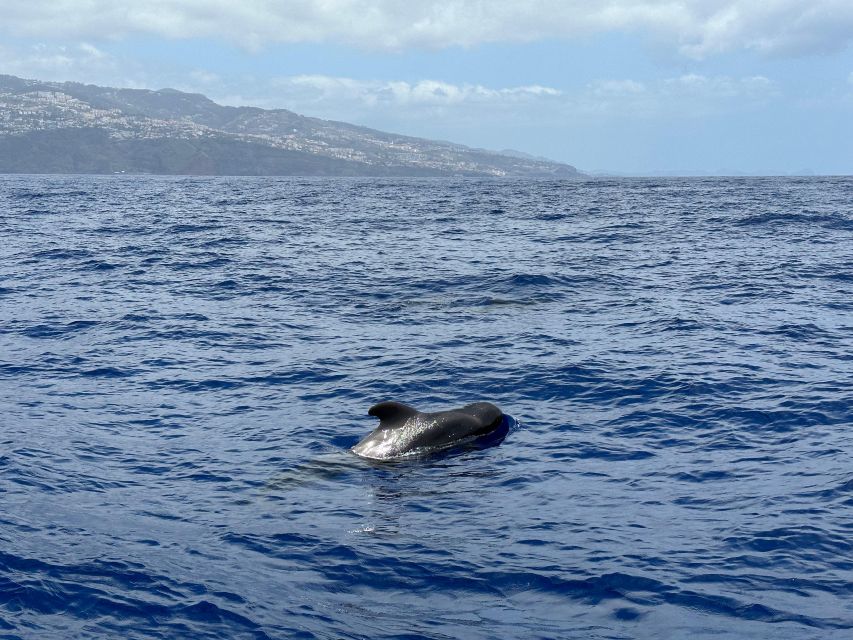 Funchal: RIB Whale Watching Cruise and Optional Dolphin Swim - The optional dolphin swim, and its strict limits