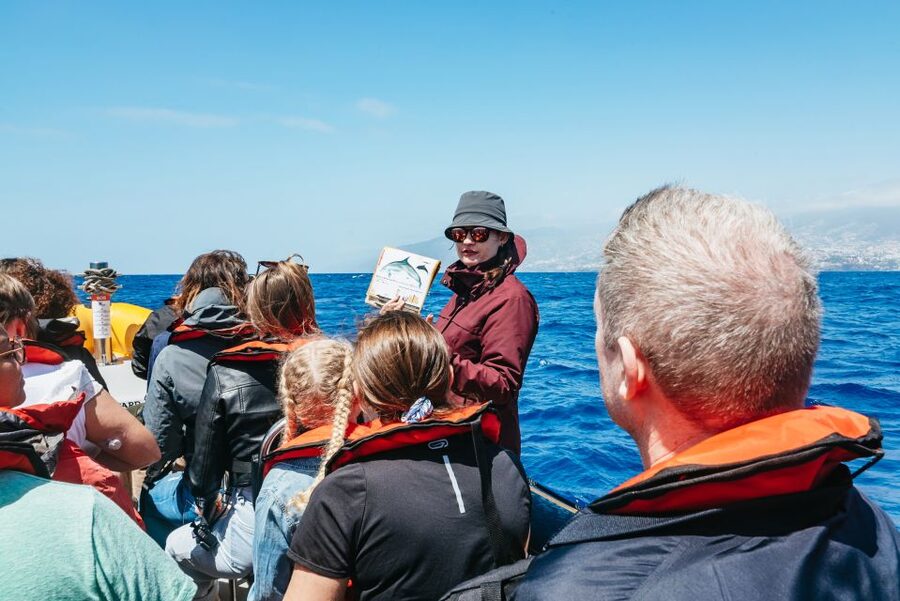 Funchal: Whale and Dolphin Watching Speed Boat Tour - Key points before you book