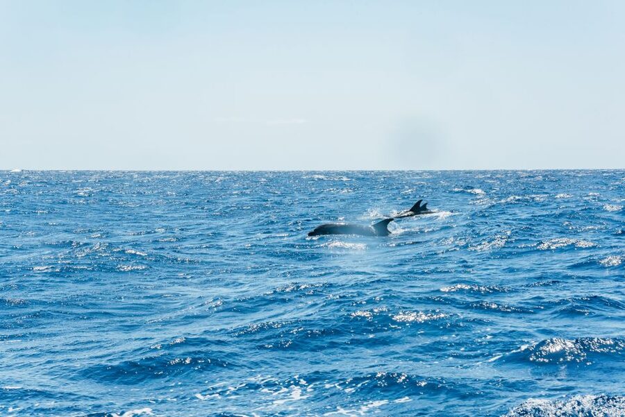 Funchal: Whale and Dolphin Watching Speed Boat Tour - Who will enjoy this tour most?