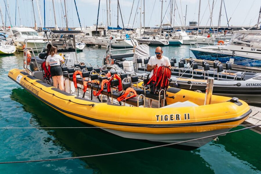 Funchal: Whale and Dolphin Watching Speed Boat Tour - Dolphins, pilot whales, and the patience of the sea