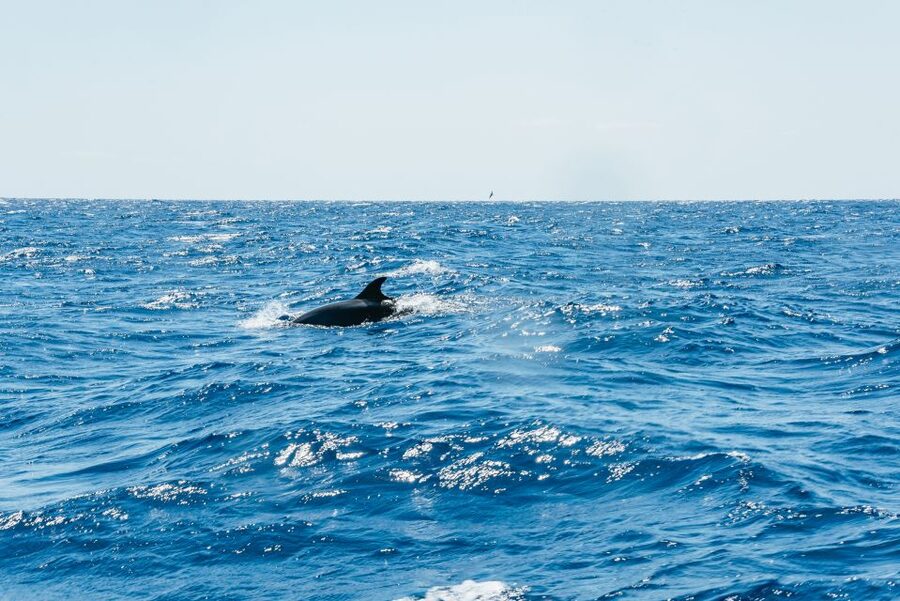 Funchal: Whale and Dolphin Watching Speed Boat Tour - What to bring and how to dress