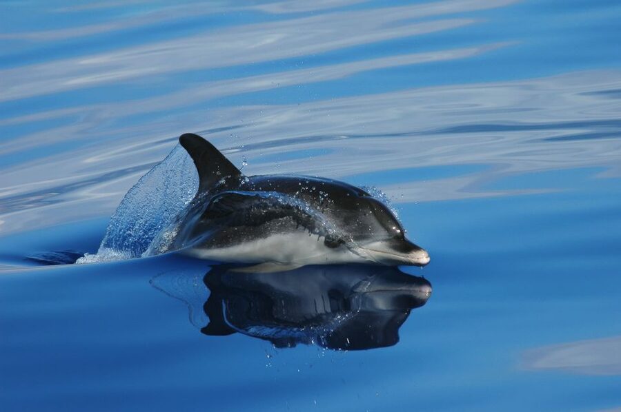 Funchal: Whale and Dolphin Watching Speed Boat Tour - How the land spotters improve your chances