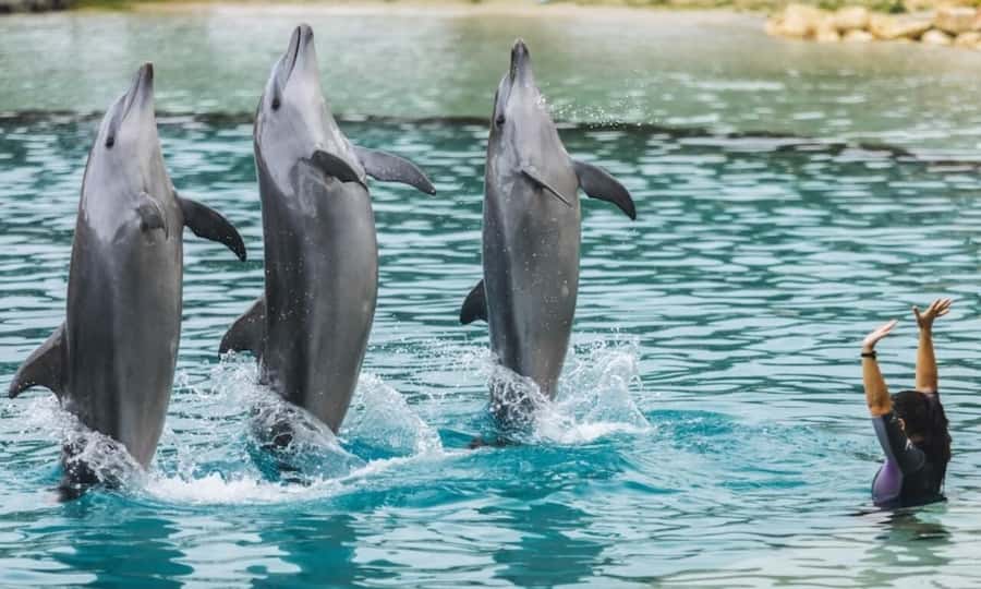 Gold Coast: Jet Boat Ride & Sea World Entry Ticket - Getting to the Sea World Cruise Terminal