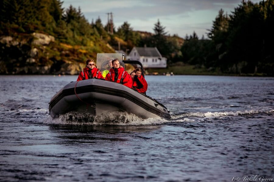 Haugesund: RIB Safari to the island communities - Watching for the white-tailed eagle