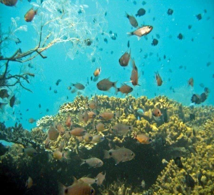 Hoi An: Cham Islands Snorkeling Trip by Speedboat with Lunch - Key things to know before you go
