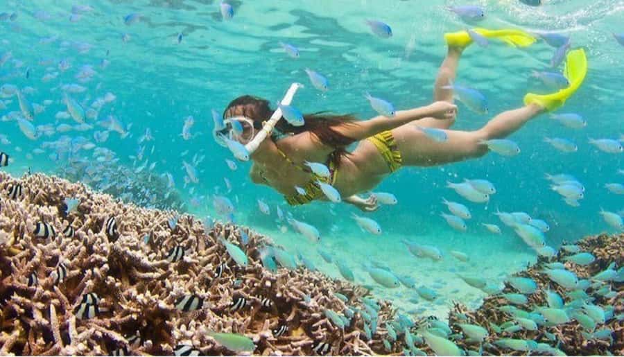 Hoi An: Cham Islands Snorkeling Trip by Speedboat with Lunch - Seeing island life before the water