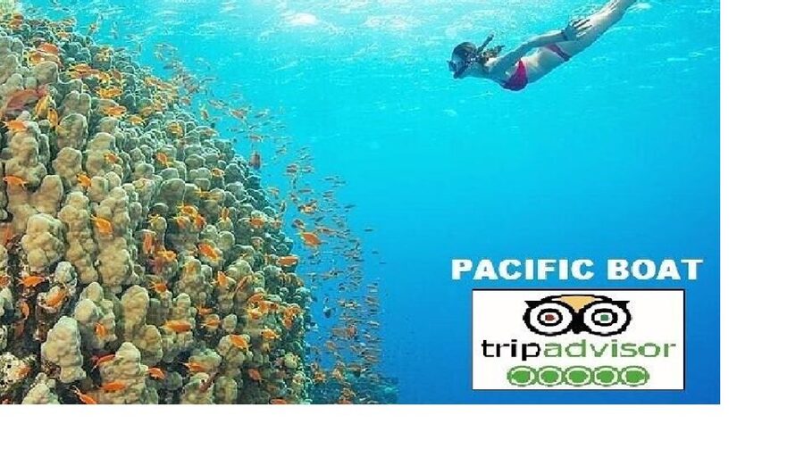 Hoi An/Da Nang: Snorkelling & Island-Hopping Speedboat Tour - Dai Island: your first hour with soft coral and fish