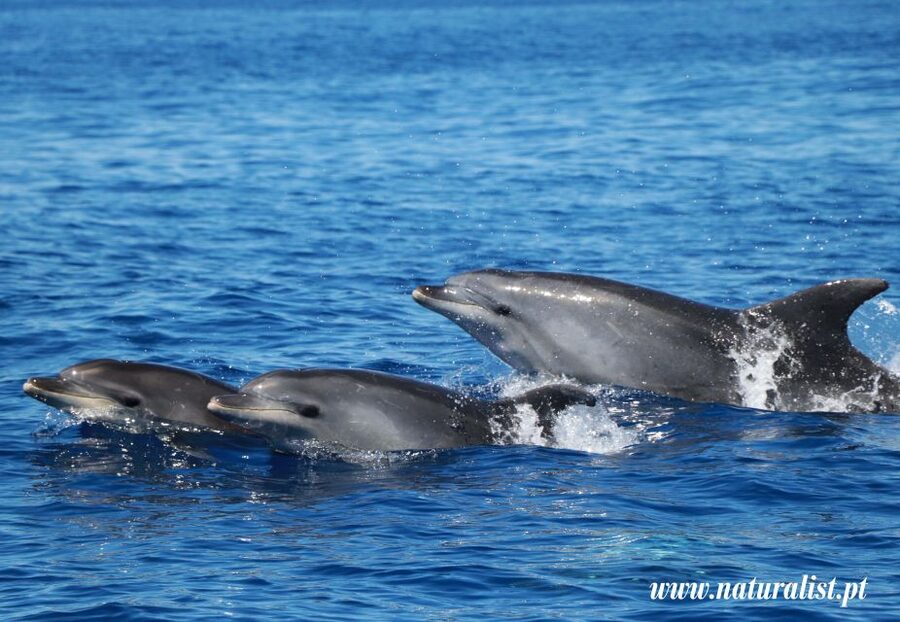 Horta: University Startup Whale and Dolphin RIB Boat Trip - Key points to know before you go