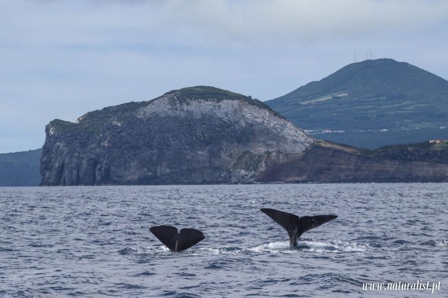 Horta: University Startup Whale and Dolphin RIB Boat Trip - Best season and departure time