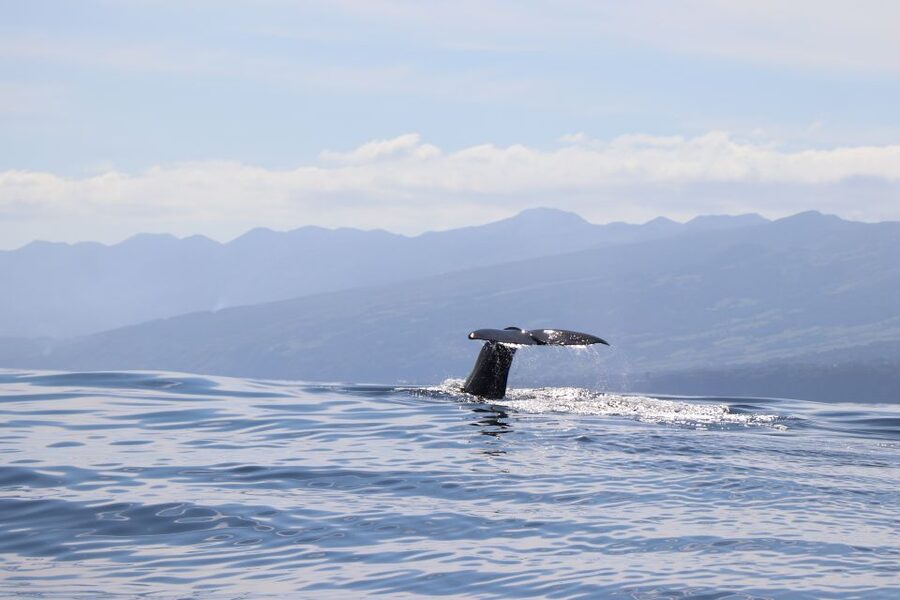 Horta: University Startup Whale and Dolphin RIB Boat Trip - Why Horta is such a good base for whale watching