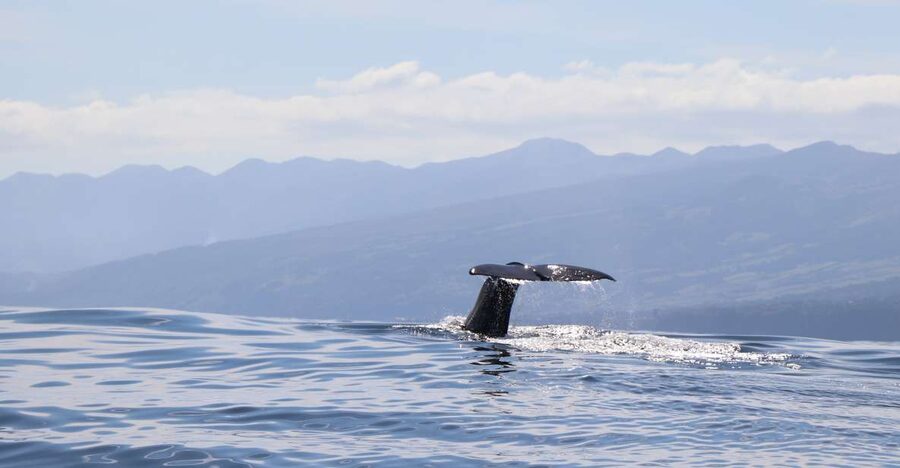 Horta: University Startup Whale and Dolphin RIB Boat Trip - The first 10 minutes: safety before speed