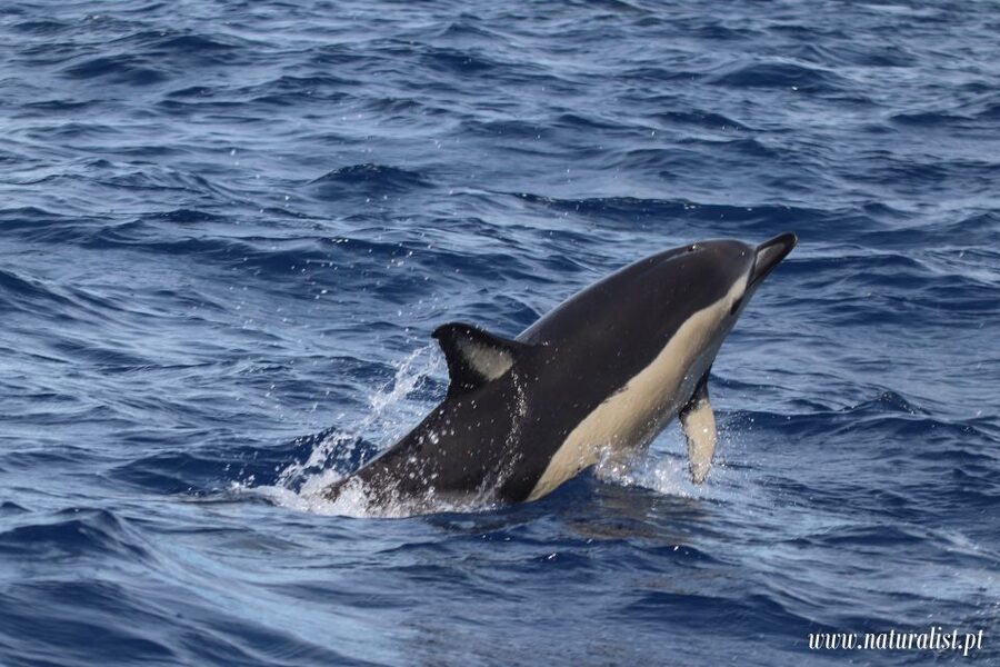 Horta: University Startup Whale and Dolphin RIB Boat Trip - Searching the Atlantic with a marine researcher