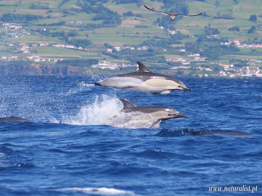 Horta: University Startup Whale and Dolphin RIB Boat Trip - What happens when whales appear