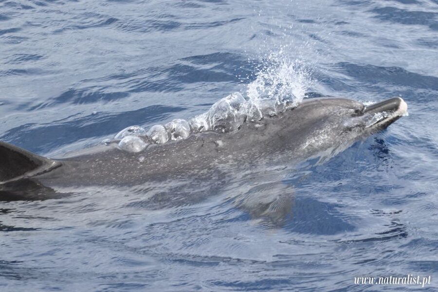 Horta: University Startup Whale and Dolphin RIB Boat Trip - Other wildlife beyond the headline species