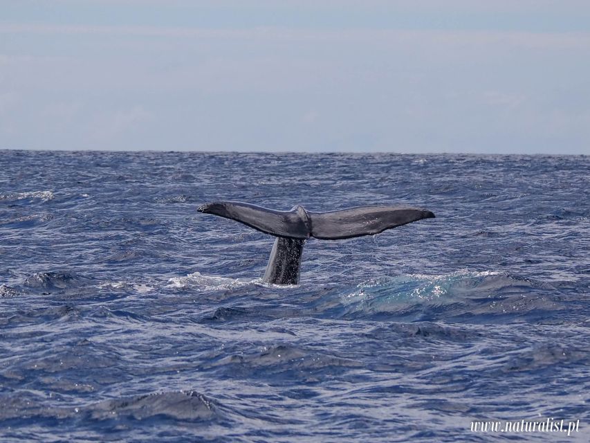 Horta: University Startup Whale and Dolphin RIB Boat Trip - How rough is the RIB ride?