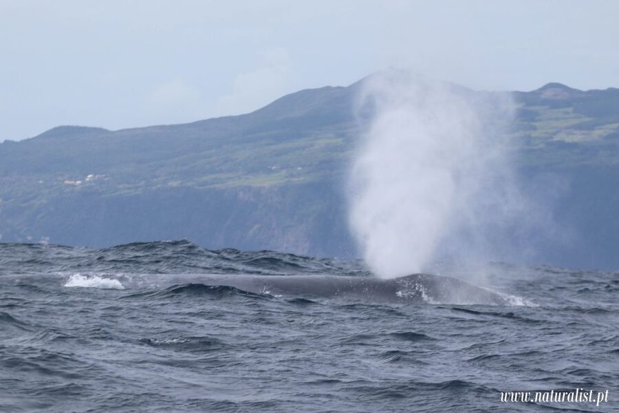 Horta: University Startup Whale and Dolphin RIB Boat Trip - Is $101 a fair price?