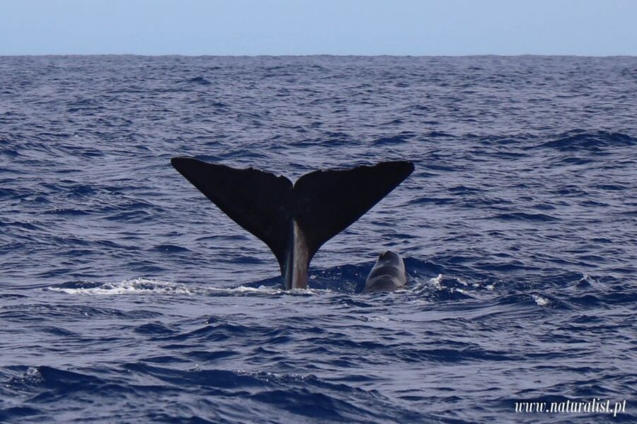 Horta: University Startup Whale and Dolphin RIB Boat Trip - Meeting the boat at Horta Marina
