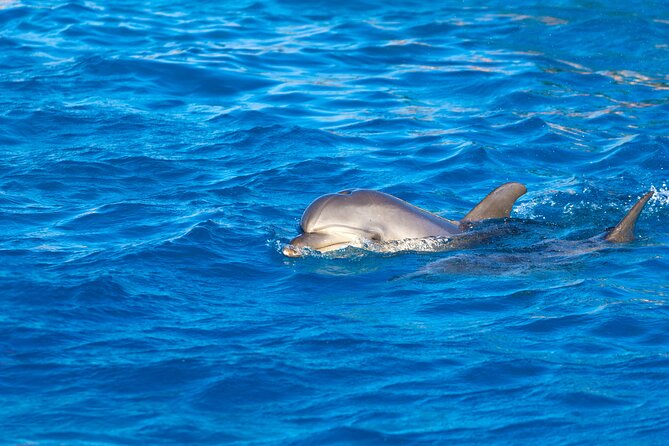 Hula Hula Island and Dolphin House with Snorkeling by Speedboat - Snorkeling the Red Sea reefs
