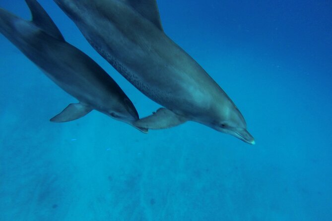 Hula Hula Island and Dolphin House with Snorkeling by Speedboat - Who will get the most from this outing