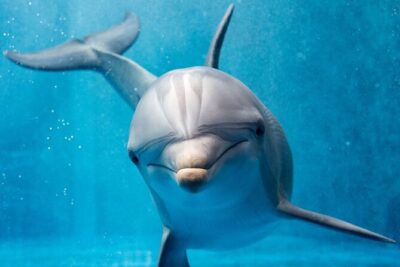 Private 4 Hours Speedboat Dolphin House Snorkling Tour