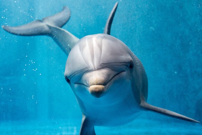 Hurghada: Private 4 Hours Speedboat Dolphin House Snorkling Tour - Choosing between Dolphin House, Paradise Island, and Orange Bay