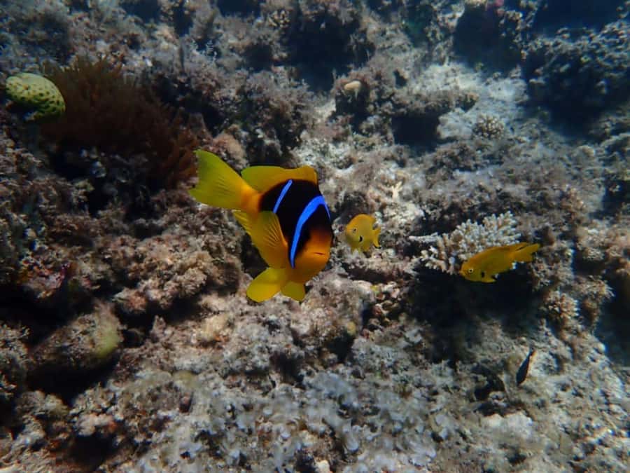 Hurghada: Private Speedboat to Magawish Island - Magawish Island for beach time and lunch