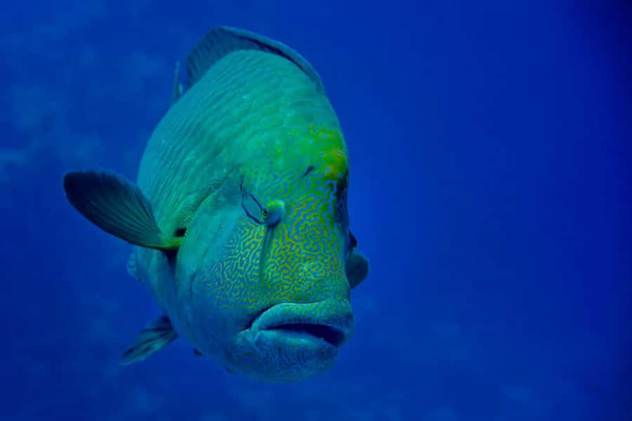 Hurghada: Snorkelling Trip by Speedboat with Hotel Pickup - Guides, food, and the feel on board