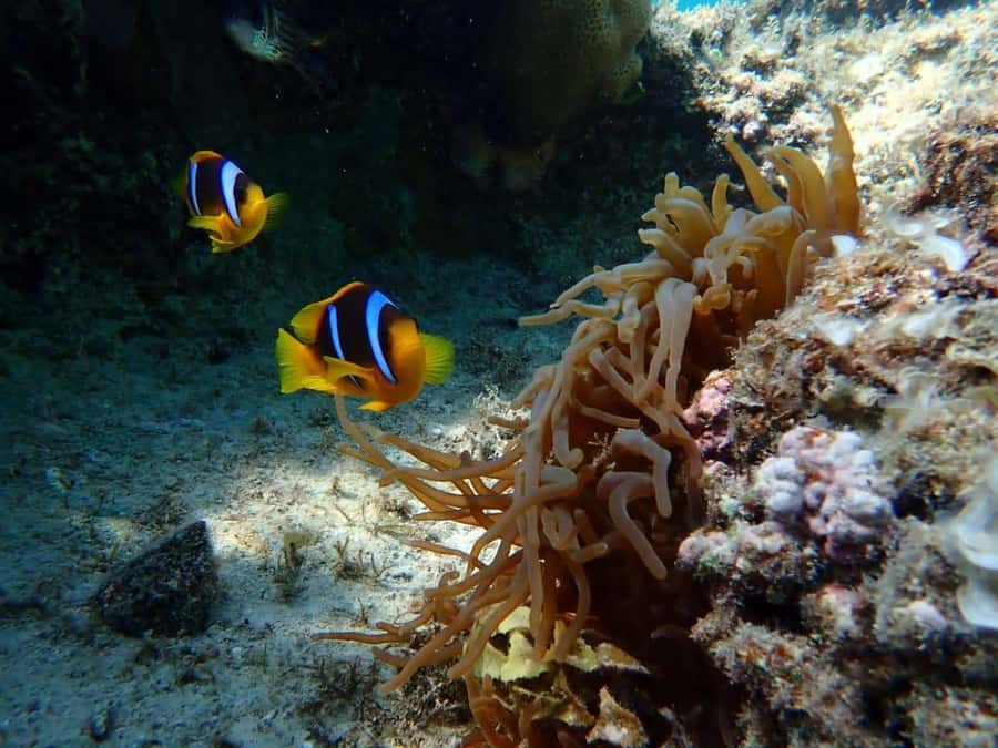 Hurghada: Snorkelling Trip by Speedboat with Hotel Pickup - Morning or sunset departure?