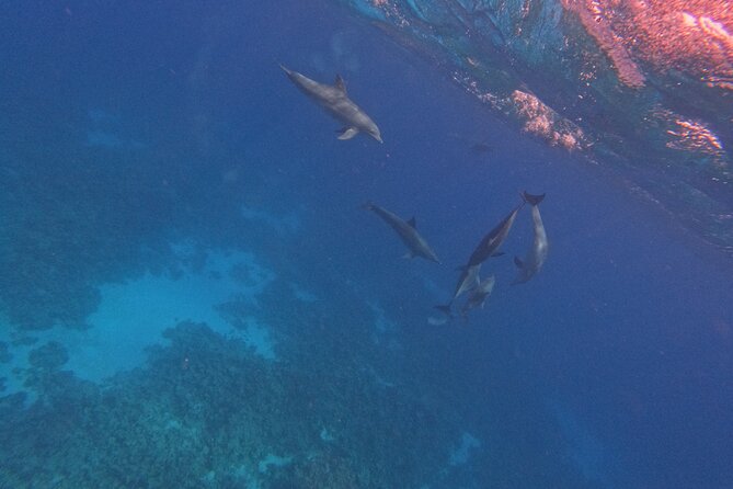 Hurghada Speedboat Dolphin Watching and Snorkeling - Giftun Islands and the value of island time