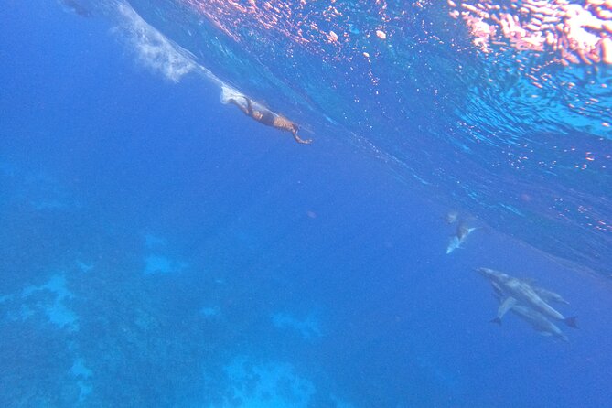 Hurghada Speedboat Dolphin Watching and Snorkeling - Price: is $47.12 good value?