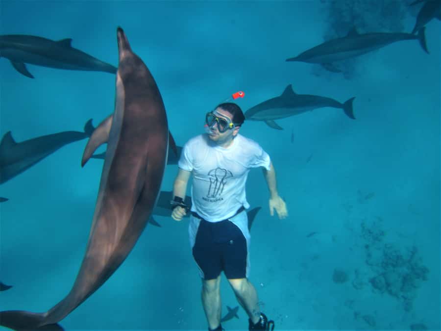 Hurghada: Speedboat Dolphin Watching & Snorkeling with Lunch - Key points before you book