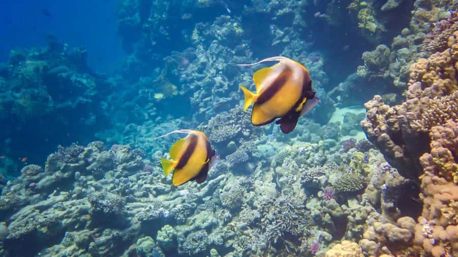 Hurghada: Speedboat Dolphin Watching & Snorkeling with Lunch - Two coral stops in clear Red Sea water