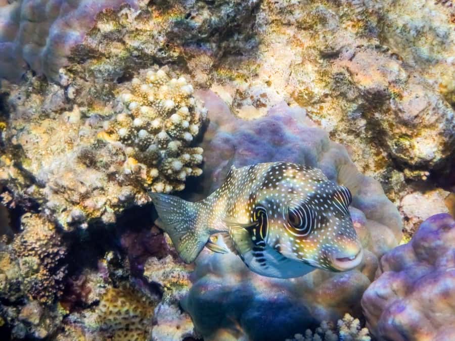 Hurghada: Speedboat Dolphin Watching & Snorkeling with Lunch - Lunch, fruit, and what you actually receive