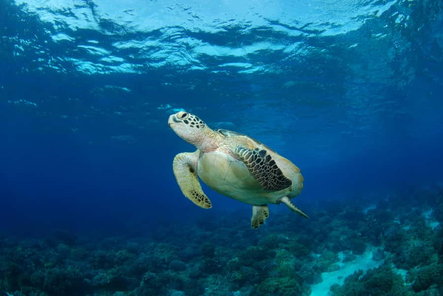 Hurghada: Turtle Bay Speedboat Tour with Snorkeling - Hotel pickup is useful, but read the instructions