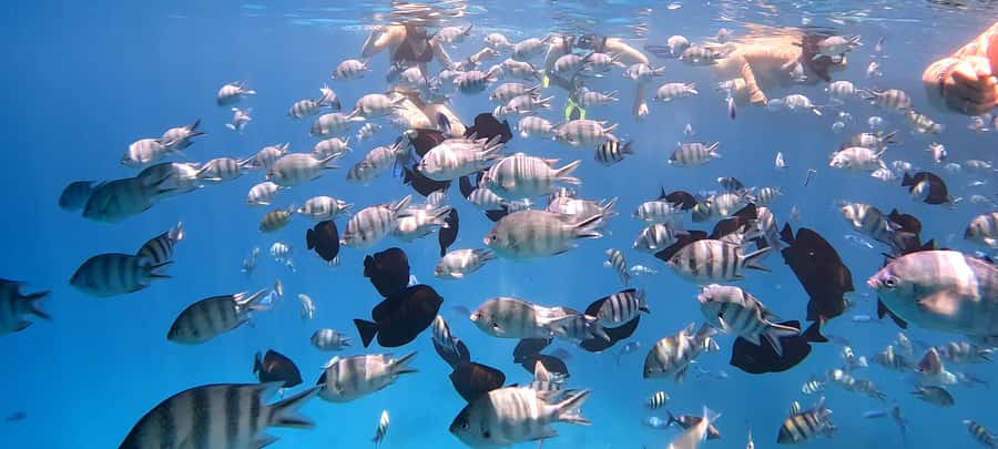 Hurghada: White Island Speedboat Tour, Snorkeling, & Lunch - Five minutes to Nemo Island and 1.5 hours ashore