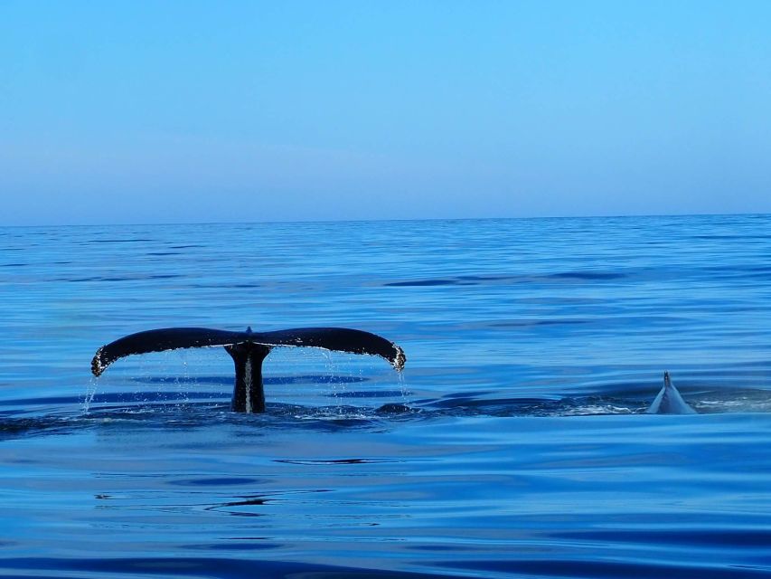 Húsavík: Big Whales and Puffin Island Speedboat Tour - Key points to know before you book