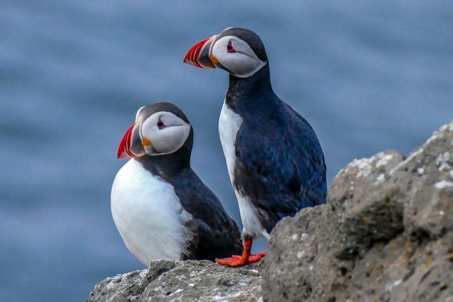 Húsavík: Big Whales and Puffin Island Speedboat Tour - Who should book this speedboat tour?