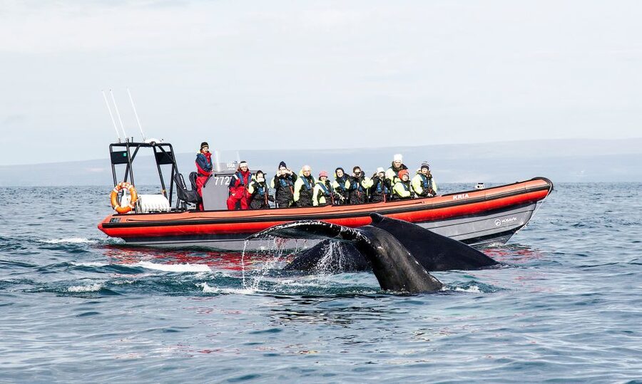 Húsavík: Big Whales and Puffin Island Speedboat Tour - Why Húsavík is one of Iceland’s best whale-watching bases