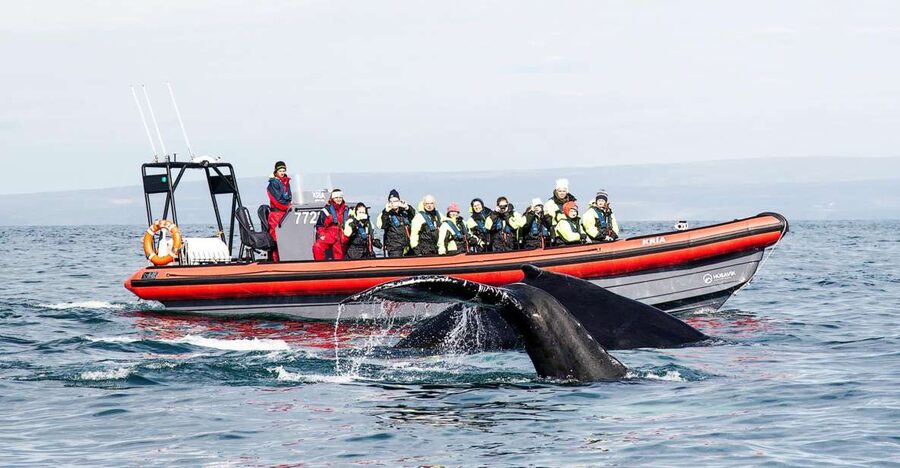 Húsavík: Big Whales and Puffin Island Speedboat Tour - The RIB ride across Skjálfandi Bay