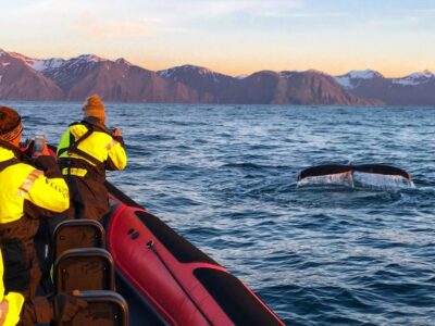 Big Whales and Puffin Island Speedboat Tour